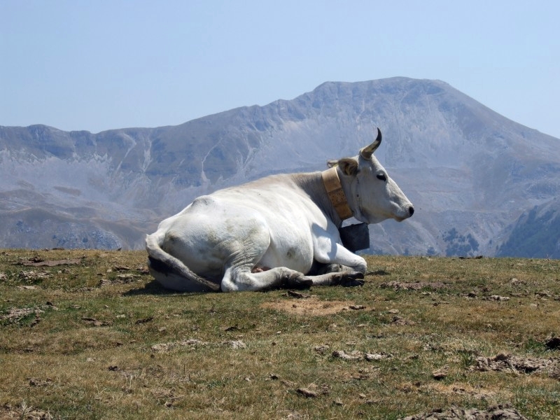 Animali al pascolo